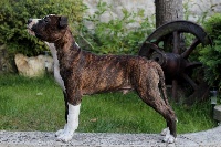 Old Parry's - American Staffordshire Terrier - Portée née le 01/07/2016