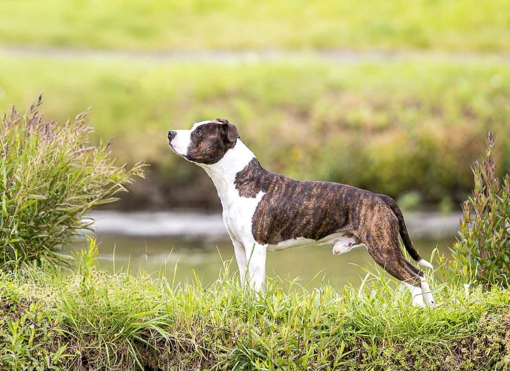 CH. Old Parry's  tracks memory of schaller's