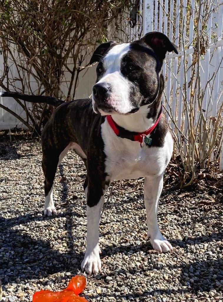 Old Parry's Pecan french connection