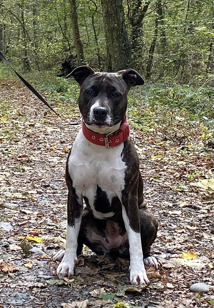 Old Parry's Take a bow to pecan