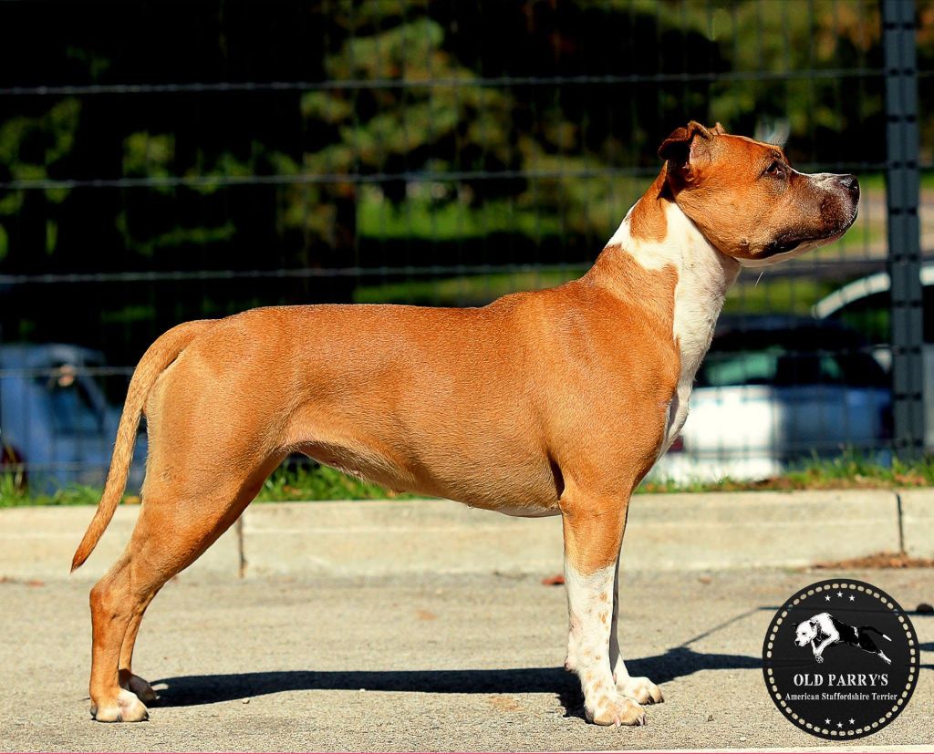 Old Parry's Miss kentucky suzie