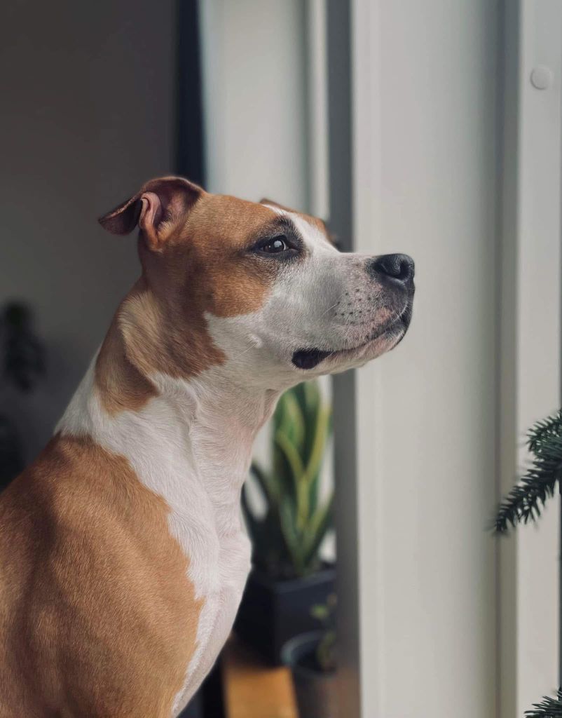 CH. Old Parry's Madly in love