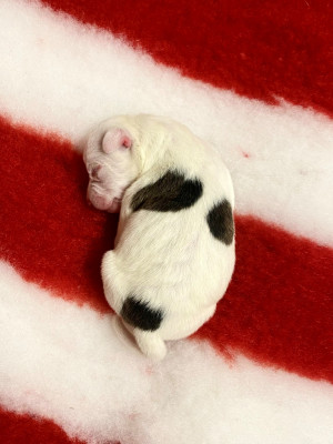 CHIOT 2